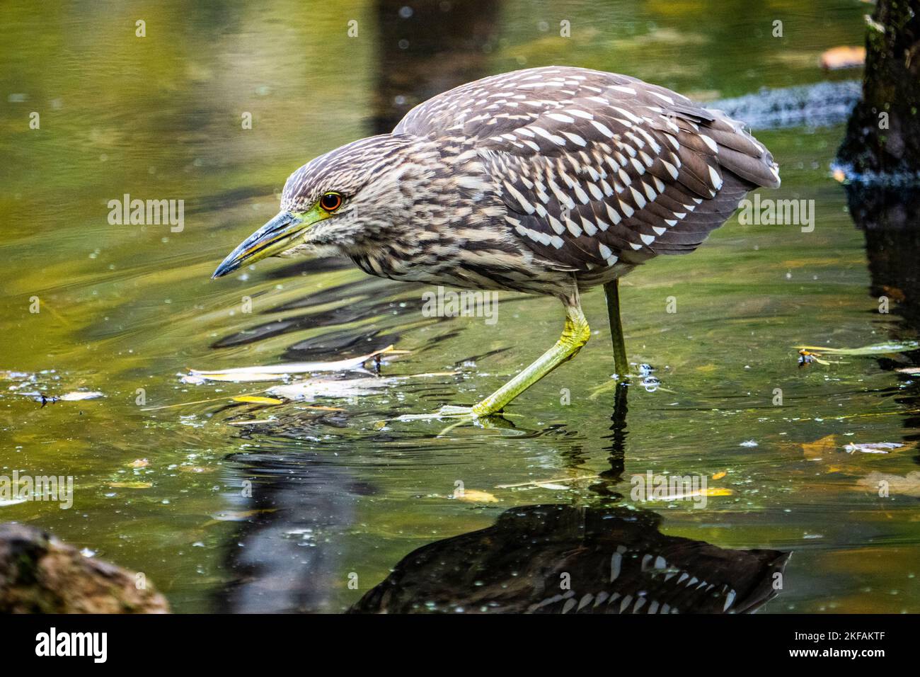 Black-crowned night heron foraging for food in a shallow marsh along the St. Lawrence River Stock Photo