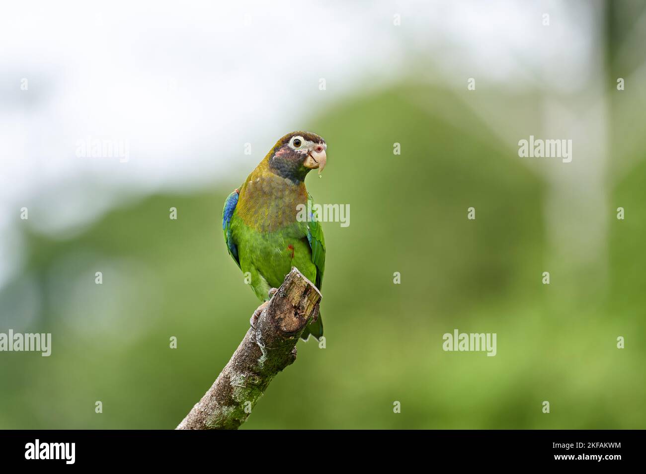 brown-hooded parrot Stock Photo