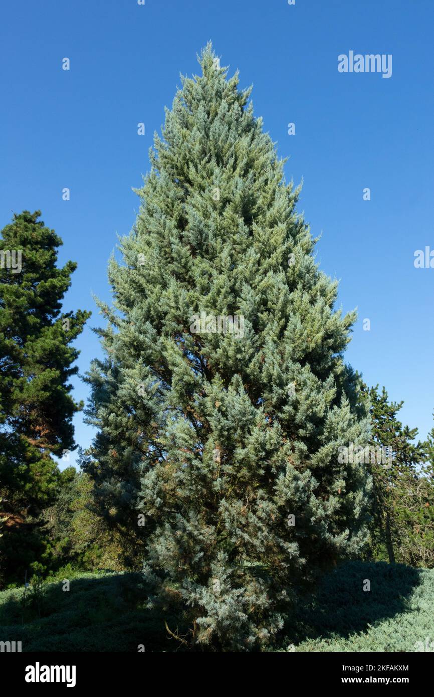Arizona cypress tree, Cupressus arizonica 'Glauca', Smooth Cypress, Cupressus tree Stock Photo