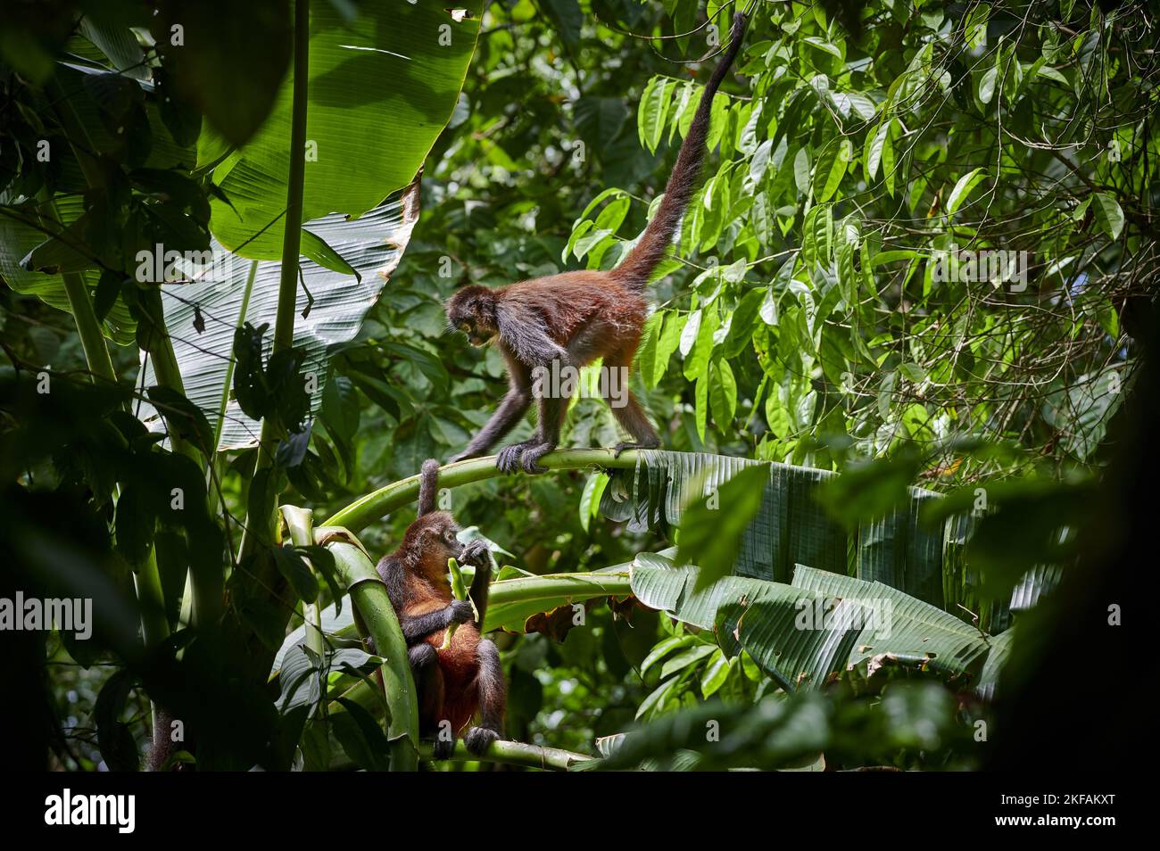 black-handed spider monkeys Stock Photo - Alamy