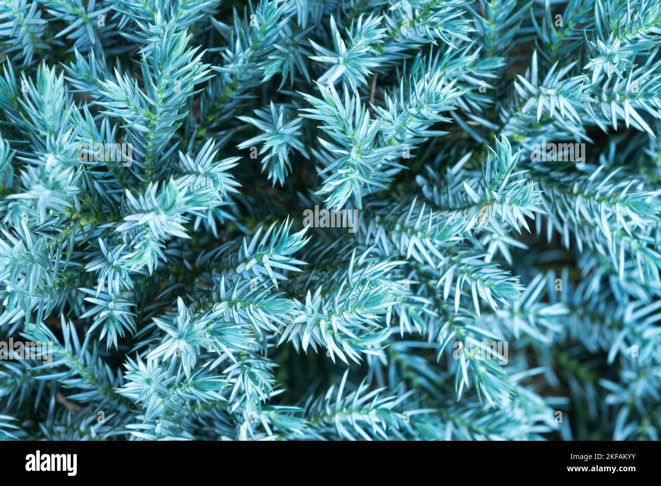 Juniperus squamata 'Blue Star', Juniper, Blue Juniperus, Conifer, Needles Stock Photo