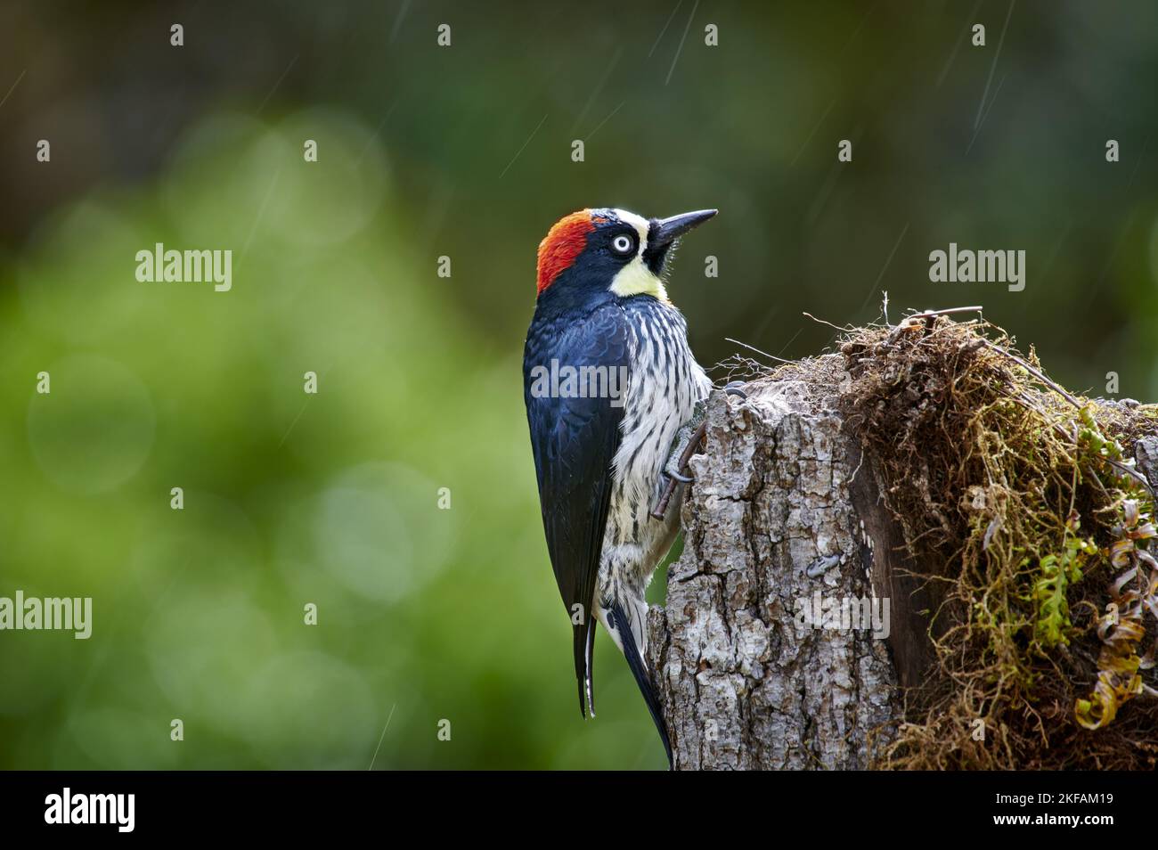 Ant eating woodpecker hi-res stock photography and images - Alamy