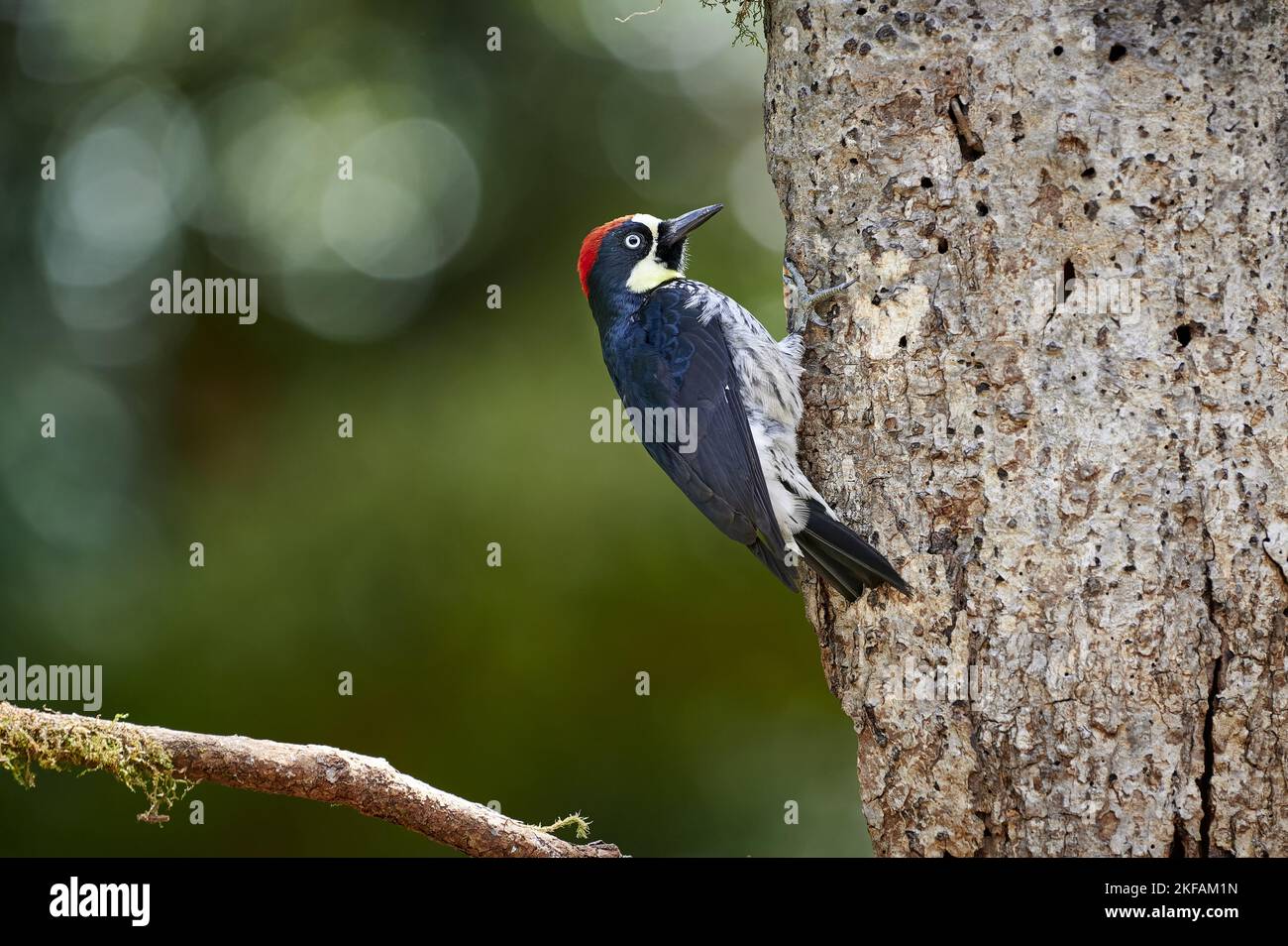 Ant eating woodpecker hi-res stock photography and images - Alamy