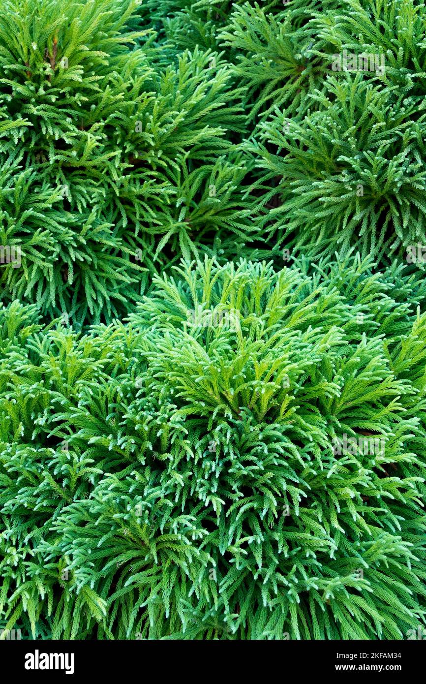 Cryptomeria japonica Pygmaea, Japanese cedar Stock Photo