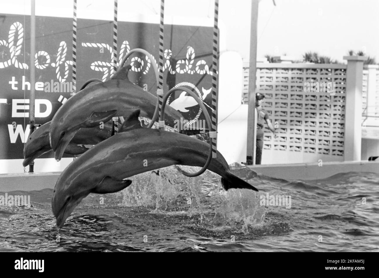 Delphine bei einer Tiershow im Seaquarium in Miami, Florida, USA 1965. Dolphins at an animal show at the Seaquarium in Miami, Florida, USA 1965. Stock Photo