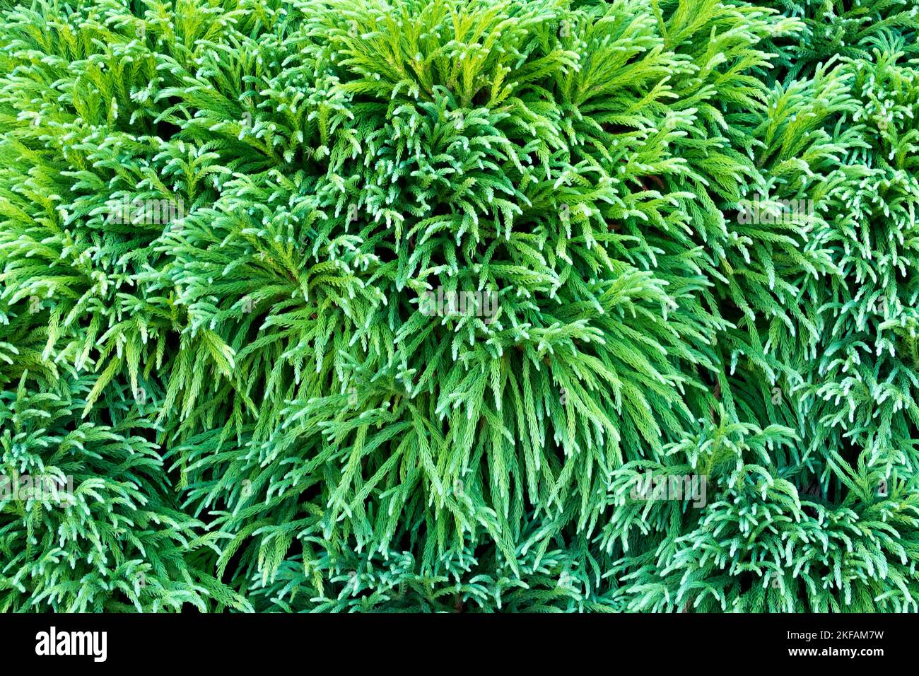 Japanese cedar, Cryptomeria japonica 'Pygmaea',Gymnospermae, Plant, Conifer Stock Photo