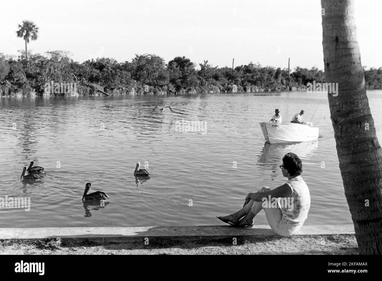 Frau betrachtet Pelikane auf dem Wasser im Oleta River State Park, Miami, Florida, USA 1965. Woman looking at pelicans on the water in Oleta River State Park, Miami, Florida, USA 1965. Stock Photo