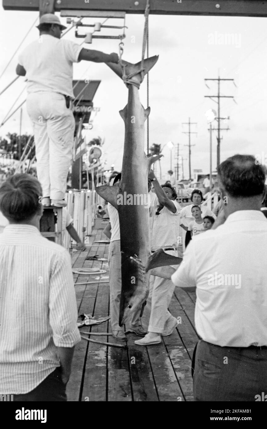 Longfin mako hires stock photography and images Alamy