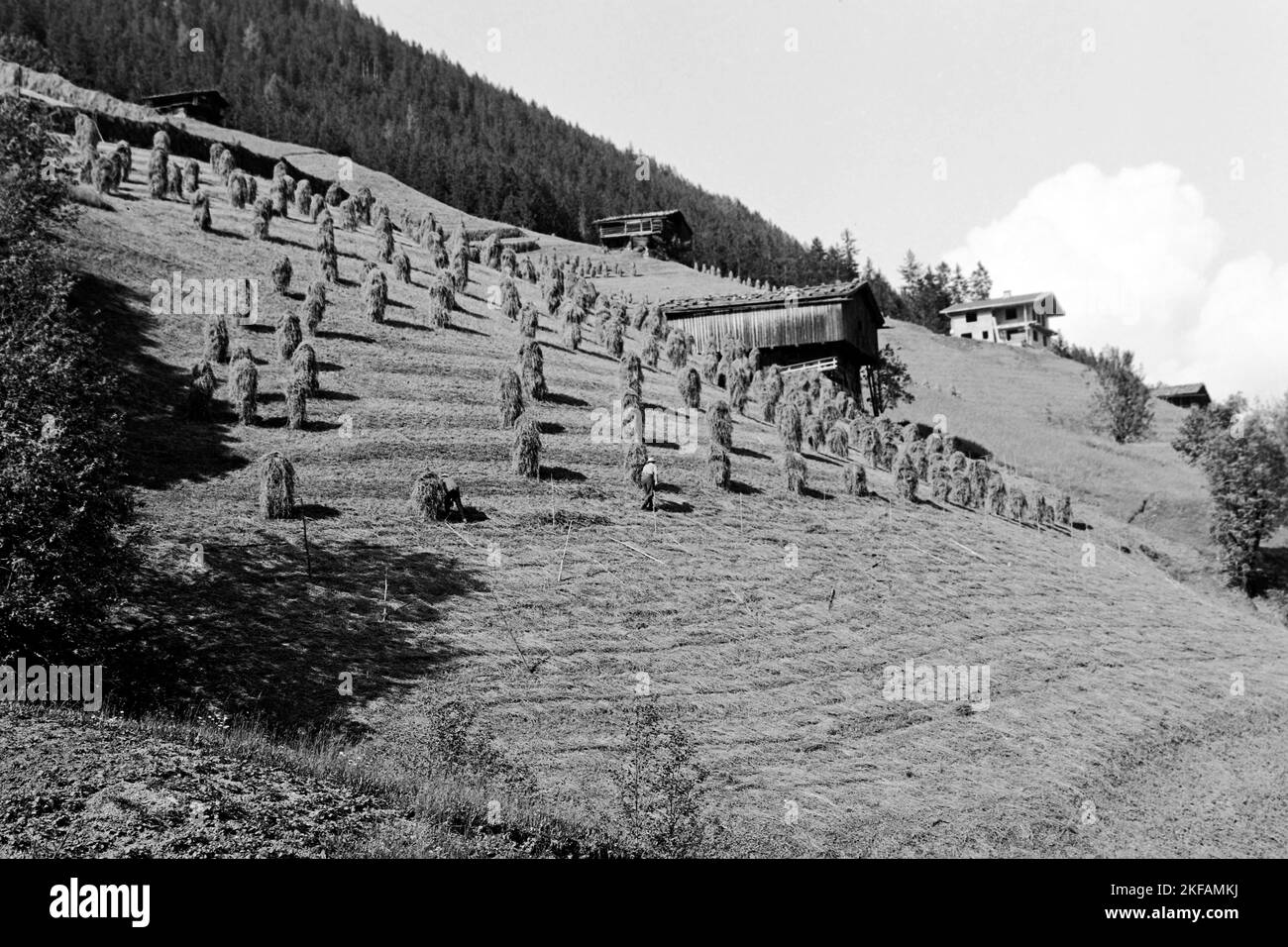Heuhaufen im Zillertal, Tirol, 1970. Haystacks in the Ziller Valley, Tyrol, 1970. Stock Photo