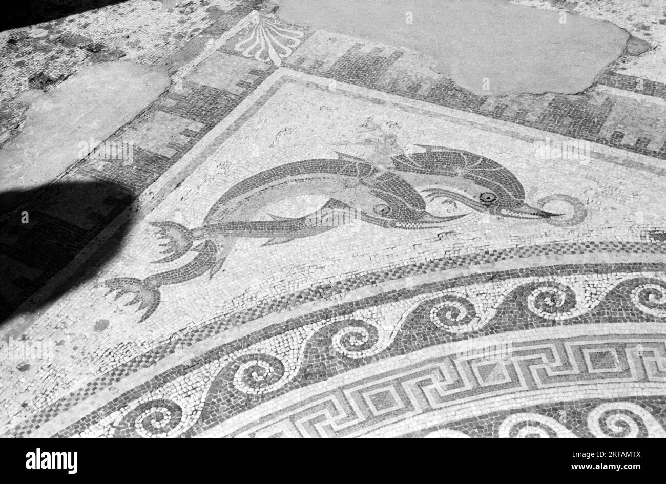 Ein Mosaik auf der Insel Delo, Griechenland, stellt zwei eckenverzierende Delphine dar, Griechenland, 1950er Jahre. An, ancient mosaic at the island of Delos, Greece, showing, to dolphins, 1950s. Stock Photo