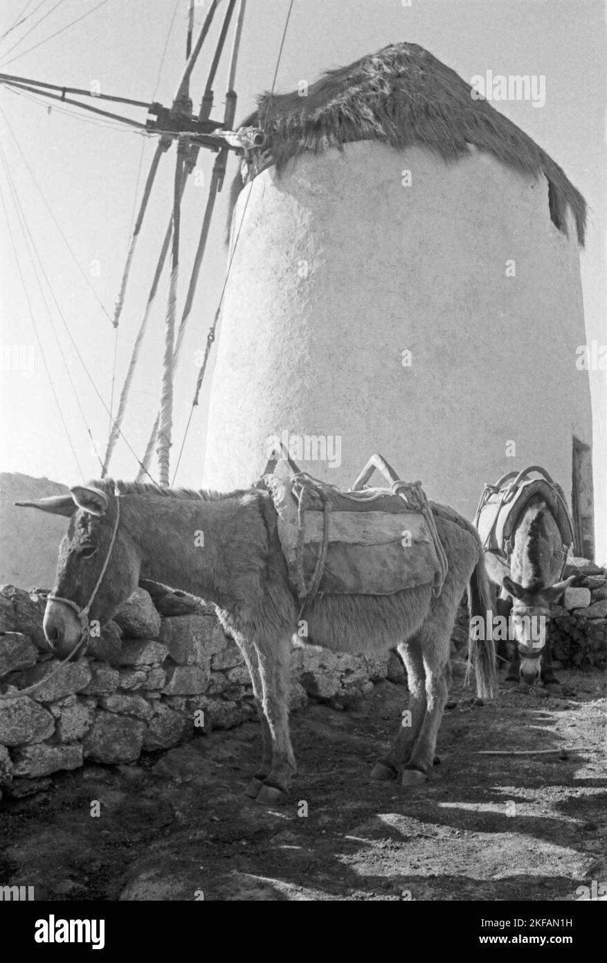 Ein malerisches Idyll: Windmühle mit einem Esel davor, Griechenland, 1950er Jahre. Scenic: a donkey in front of a typical Greek windmill, Greece, 1950s. Stock Photo