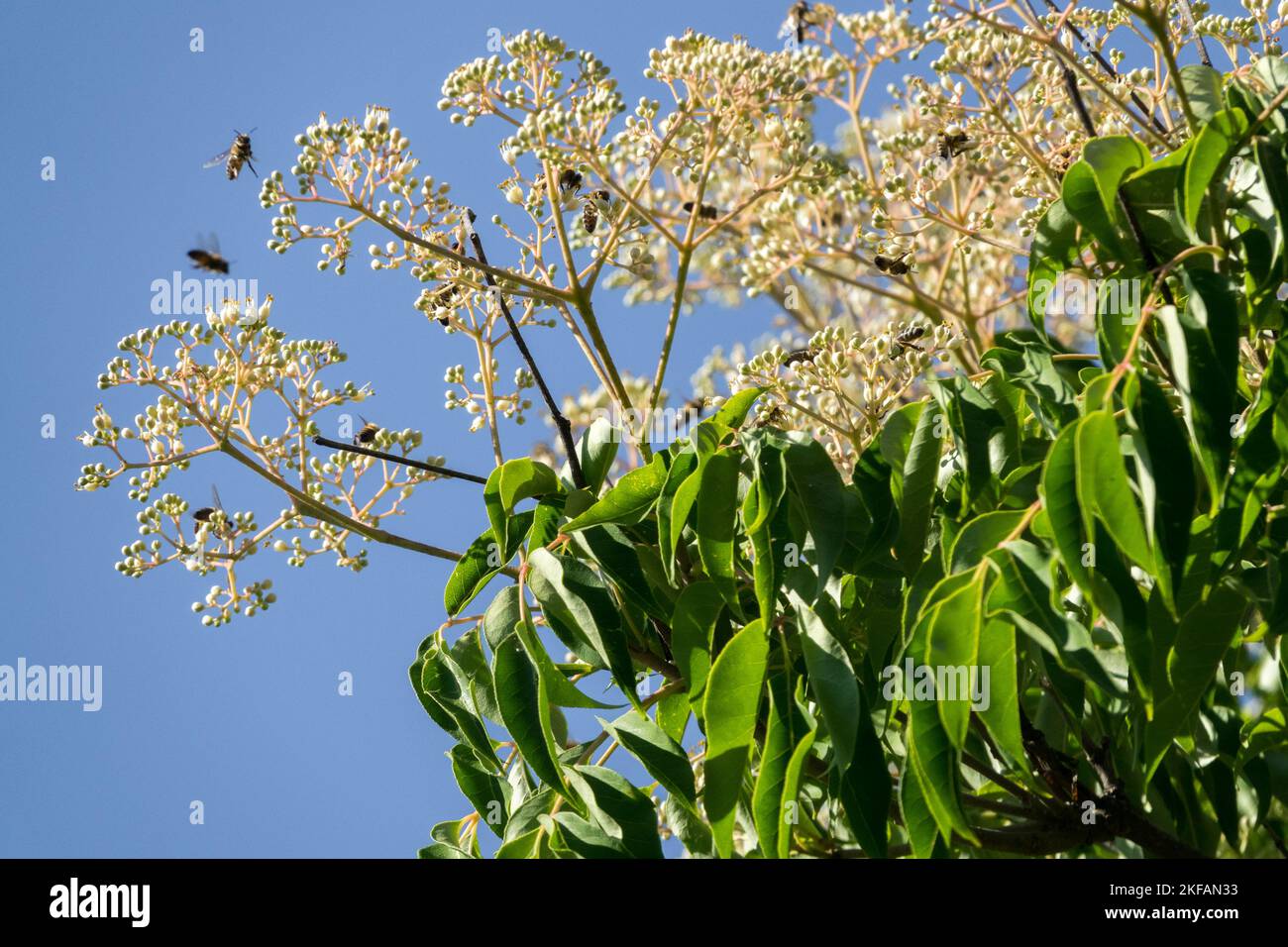 Flowers of Tetradium daniellii, Bee Bee Tree  in late summer attract bees, honey-bearing plant Stock Photo