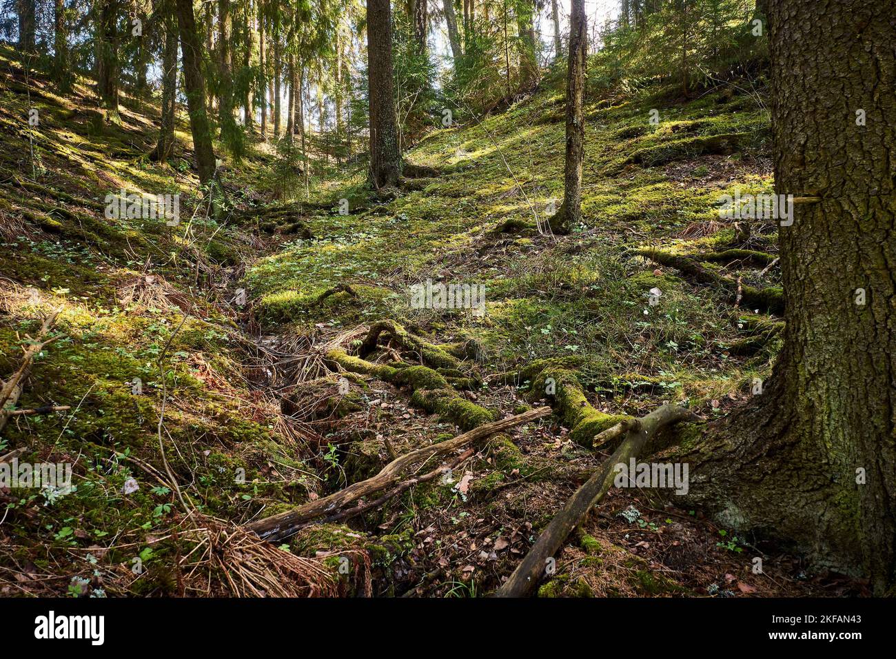 Deep ravine and slopes in forest Stock Photo Alamy