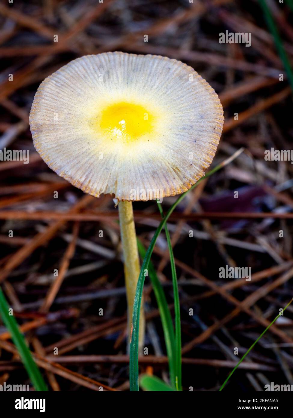 selective focus of Bolbitius titubans or Bolbitius vitellinus mushroom on a forest floor with blurred background Stock Photo