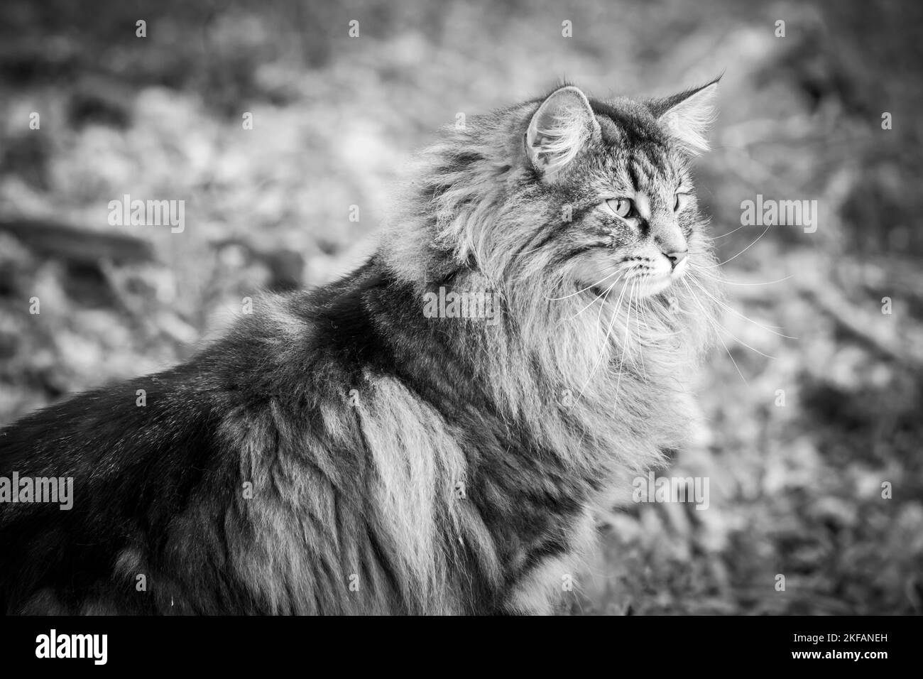 purebred Norwegian Forest Cat hunting in wilderness Stock Photo Alamy