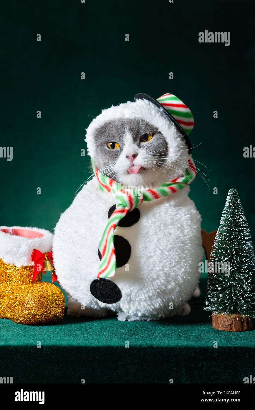 cute british shorthair cat with Christmas snowman dress on green background vertical composition Stock Photo - Alamy cute british shorthair cat with Christmas snowman dress on green background vertical composition Stock Photo - Alamy