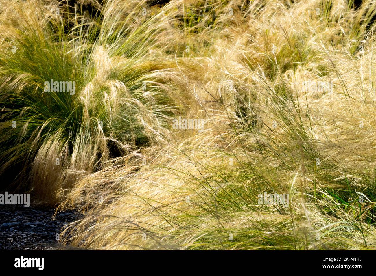 Autumn grass sunlight Stipa tenuissima Pony Tails Stock Photo