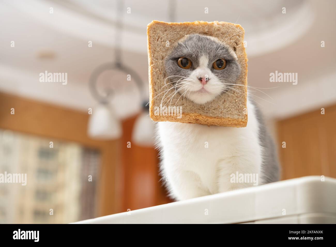 cut british shorthair cat with slice of bread on the head in a living room Stock Photo Alamy