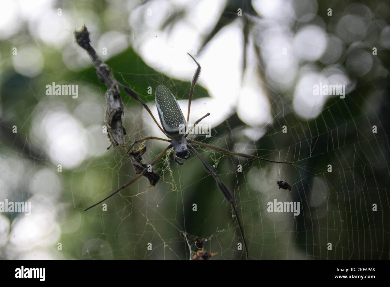 Large orb weaver spider on its web Photographed at Banos, Ecuador Stock Photo