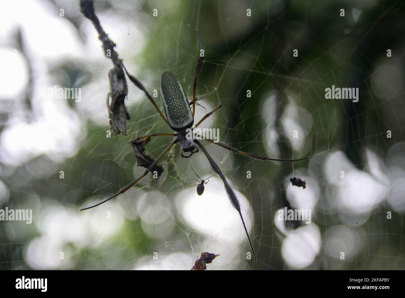 Large orb weaver spider on its web Photographed at Banos, Ecuador Stock Photo