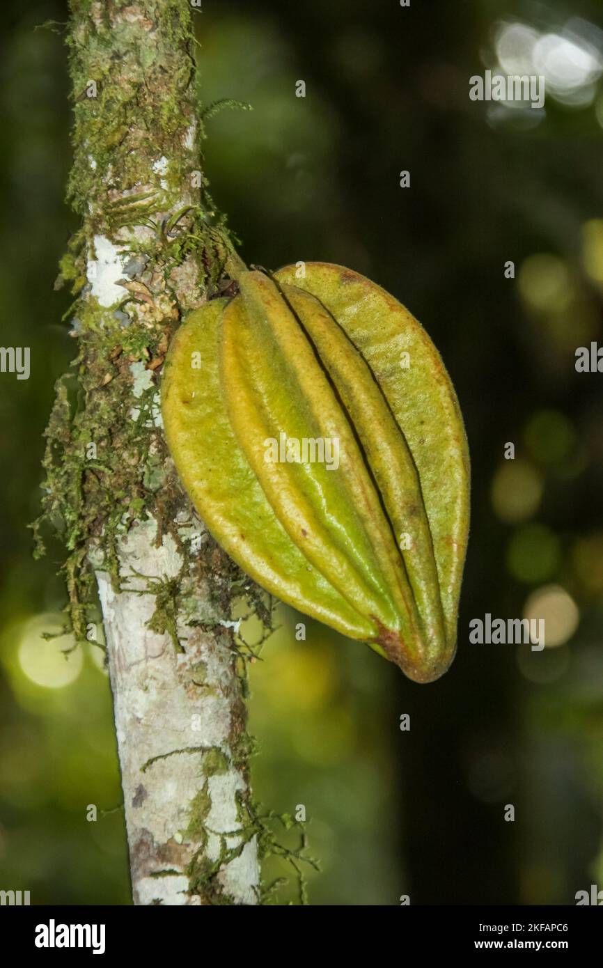 Carambola, also known as star fruit, is the fruit of Averrhoa carambola, a species of tree native to tropical Southeast Asia photographed at Banos Ecu Stock Photo