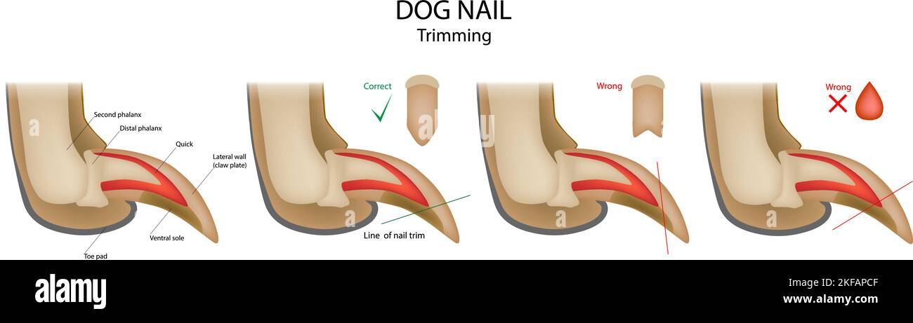 Learn About the Anatomy of Fingernails