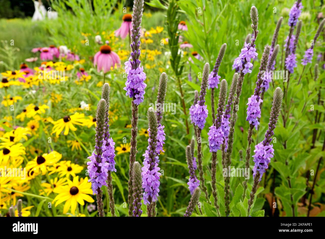 Hoary Vervain, Verbena stricta, Hardy, Herbaceous, Plant, Garden, Woolly verbena Rudbeckia Stock Photo