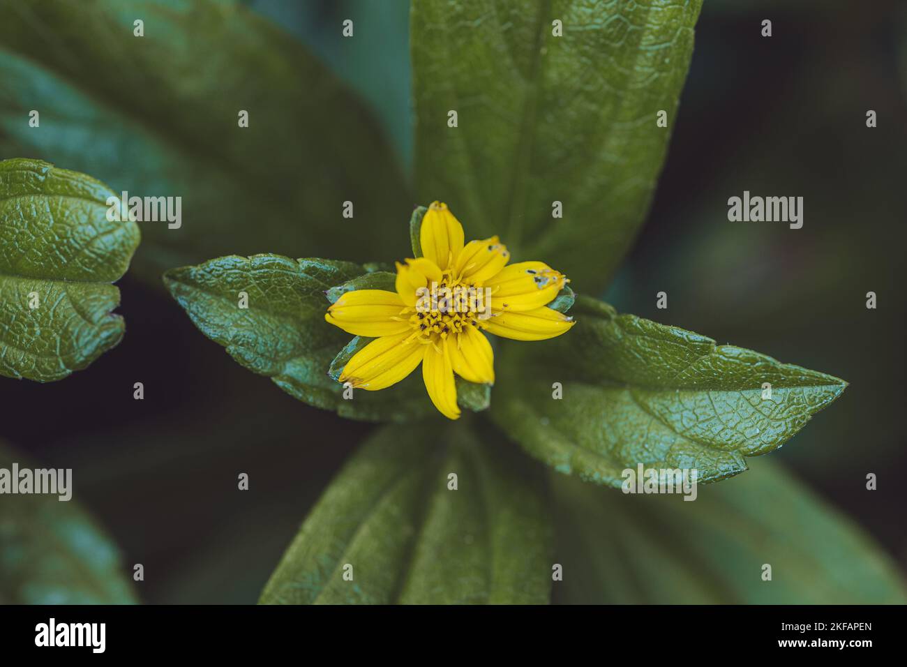 A top view of a yellow aspilia flower with its fresh leaves Stock Photo