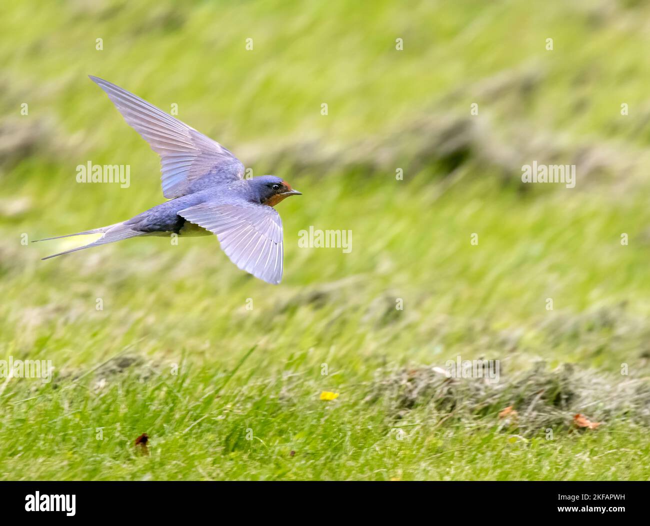 Barn swallow over grass Stock Photo