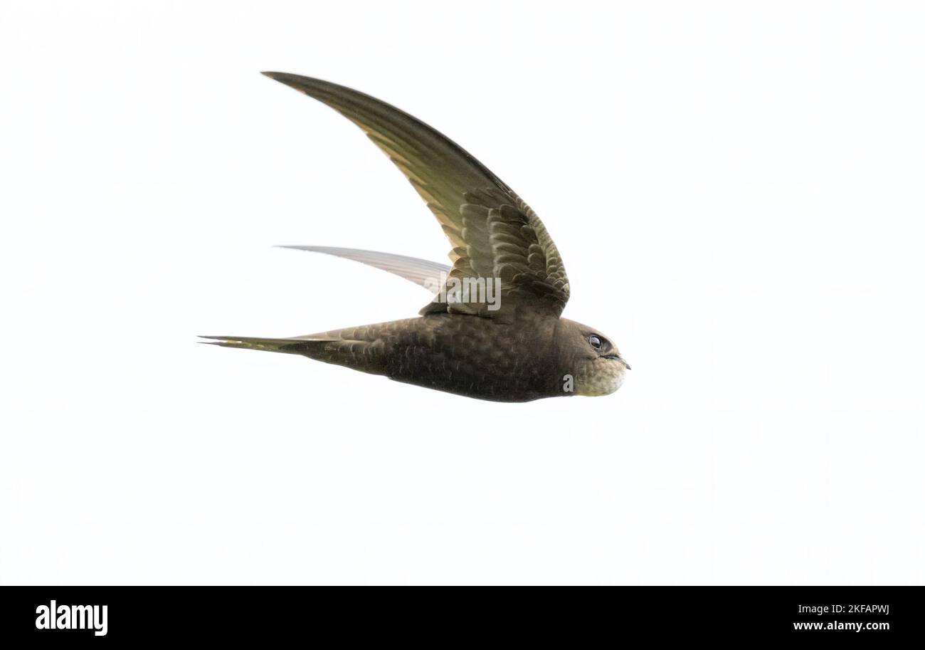 Common swift in flight against sky Stock Photo