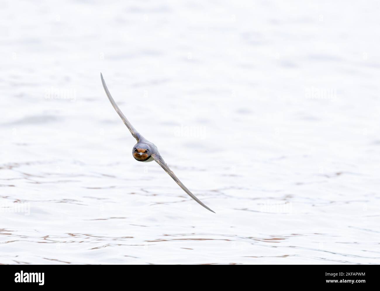 Barn swallow over water Stock Photo