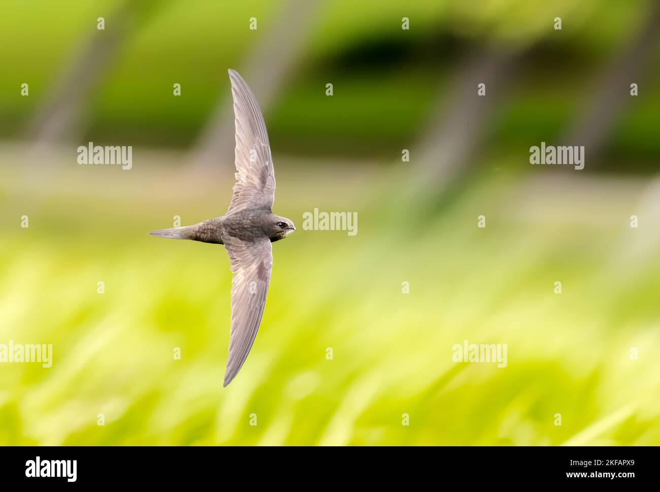 Common swift in flight over grass Stock Photo