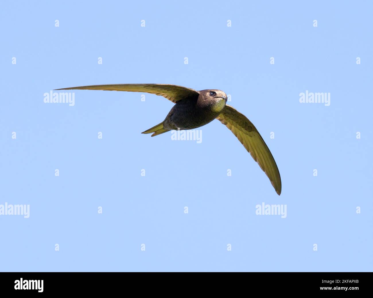 Common swift in flight against sky Stock Photo