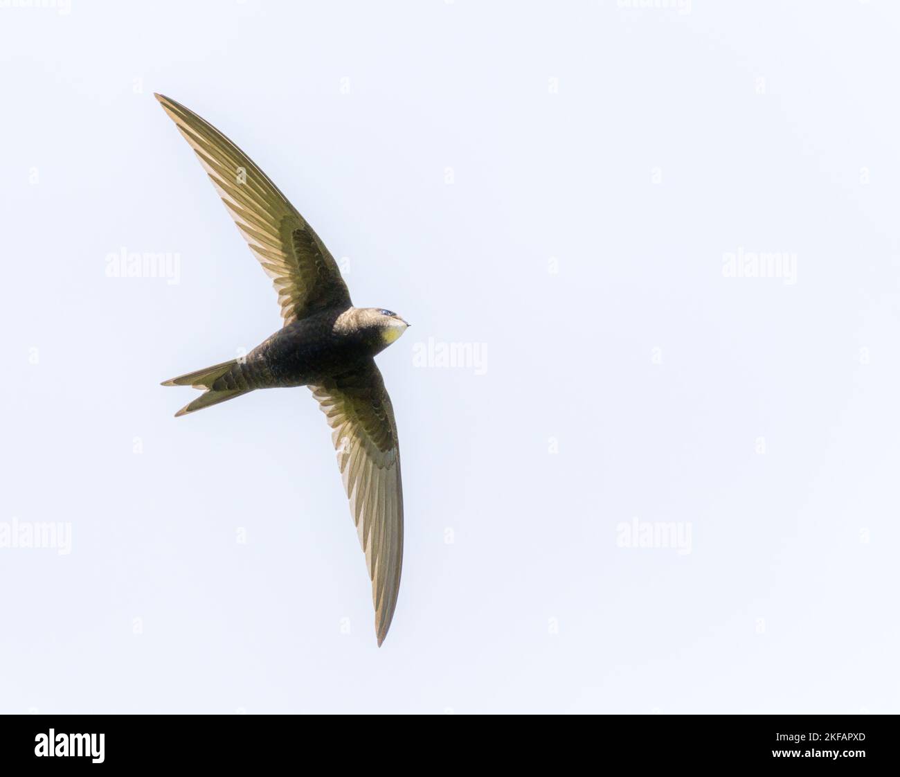 Wing bird speed fast hi-res stock photography and images - Alamy