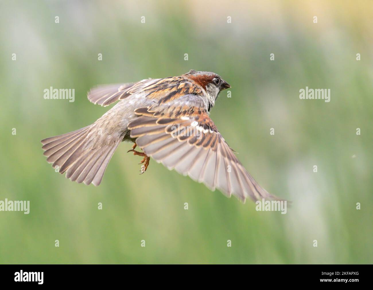 House sparrow in flight Stock Photo