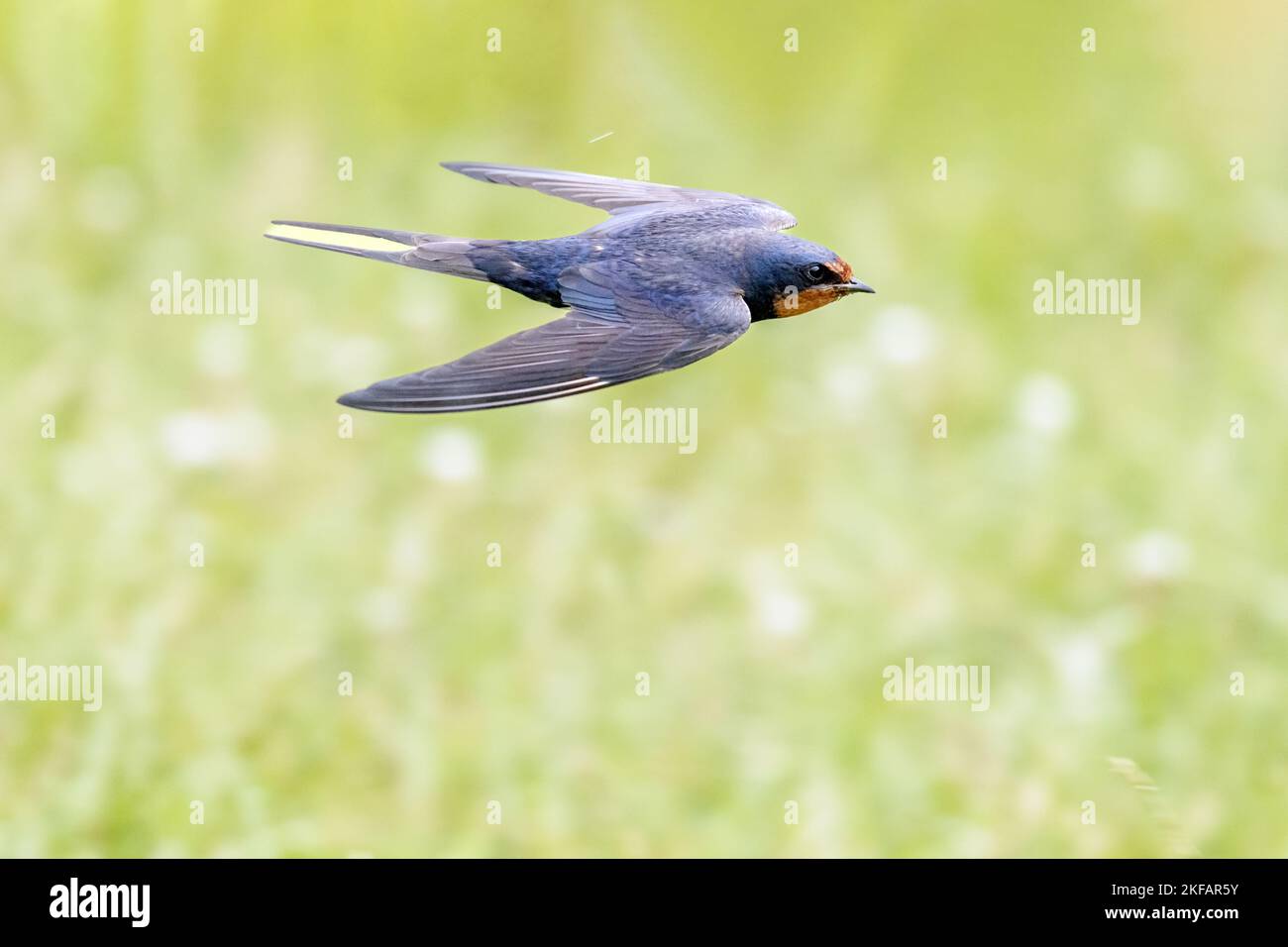 Barn swallow over grass Stock Photo