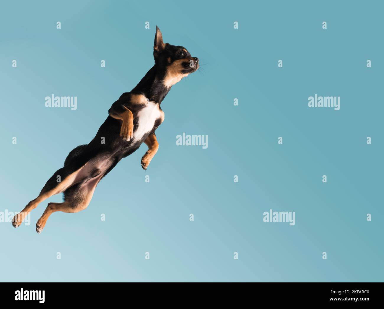 How Do I Stop My Vizsla From Jumping