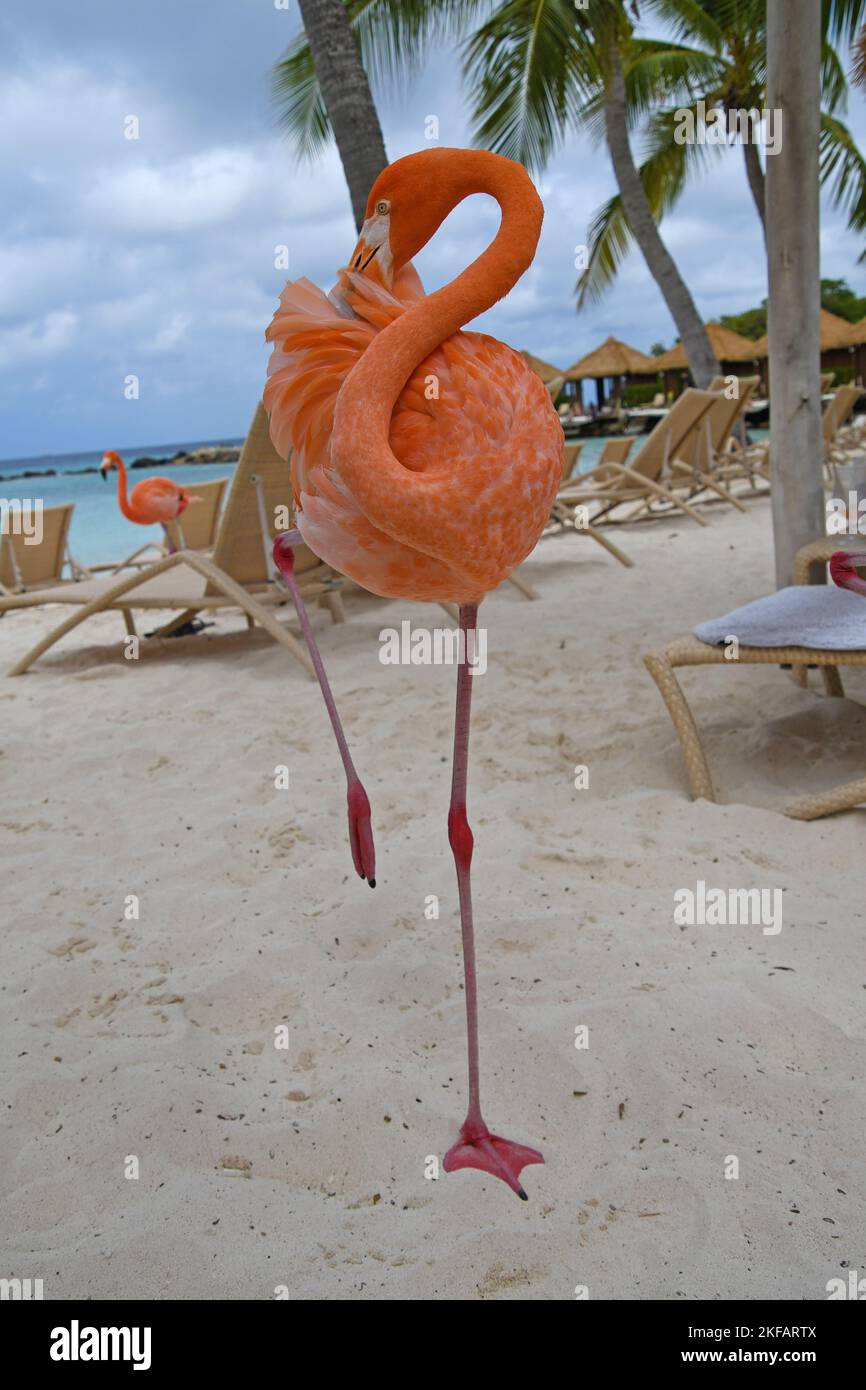 Flamingos on the beach hi-res stock photography and images - Alamy