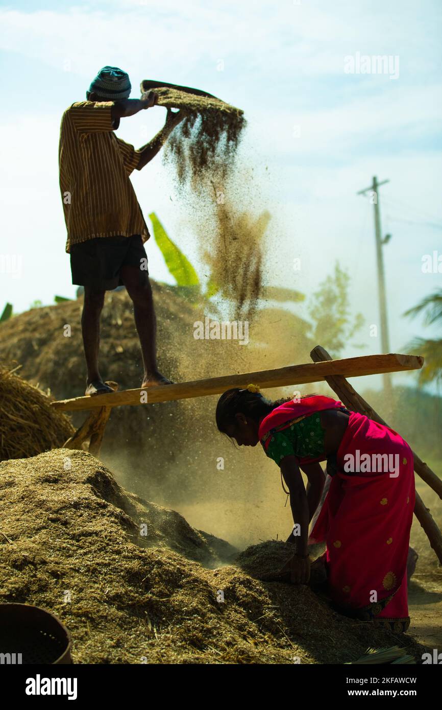 A vertical shot of two Indian farmers working in the field. The man and ...