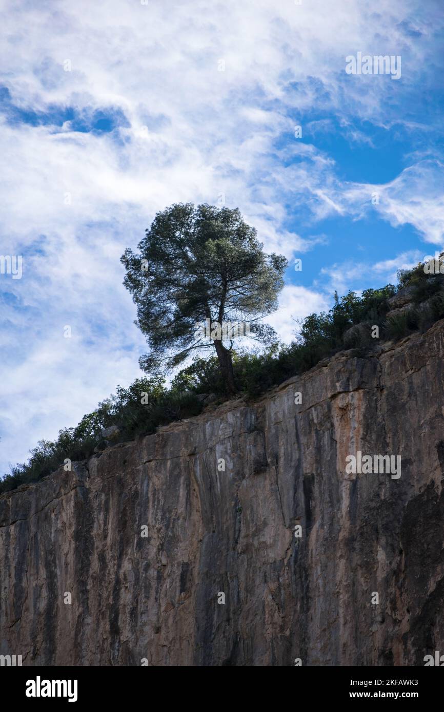 lonely tree on the edge of the precipice Stock Photo