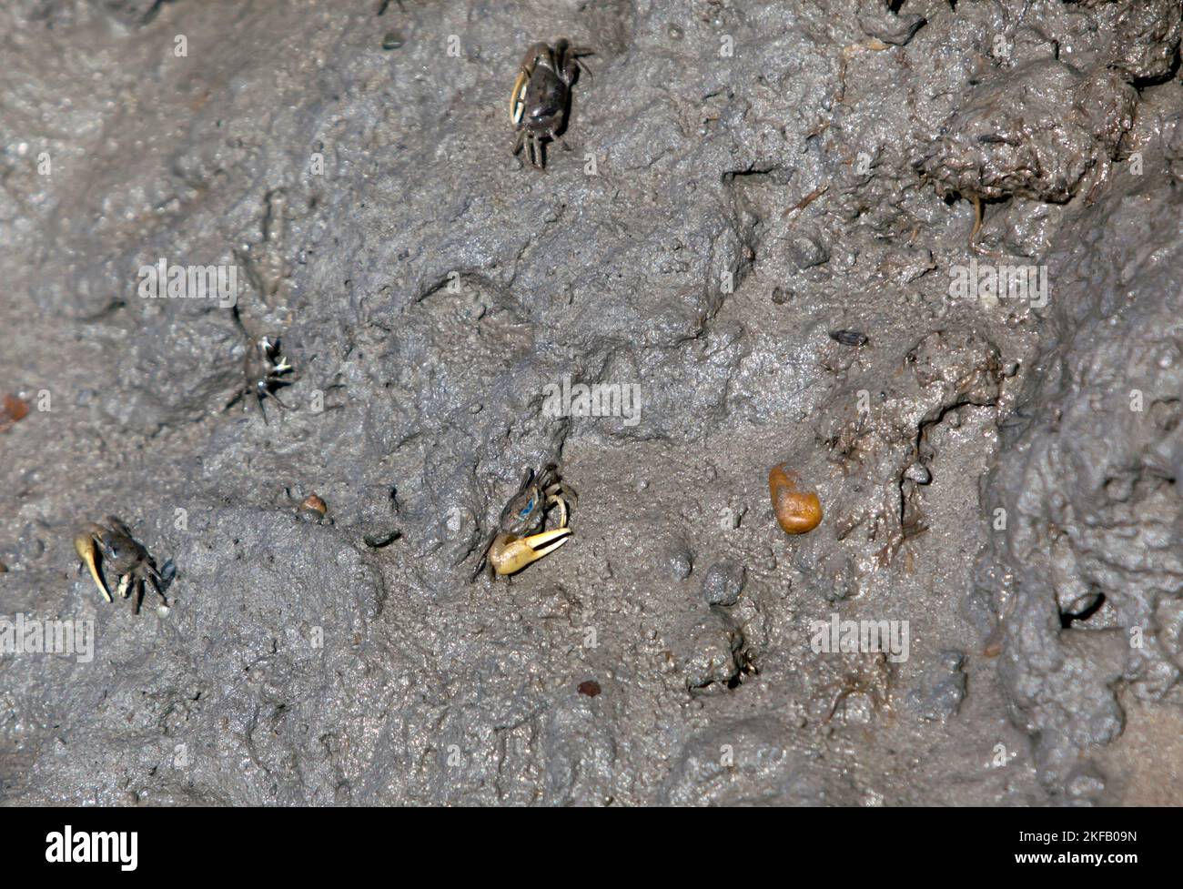 Fiddler Crabs living in a muddy bank, at the Kayak Launching area at the Eastern Shore of Virginia National Wildlife Refuge,  Delmarva Peninsula, Stock Photo