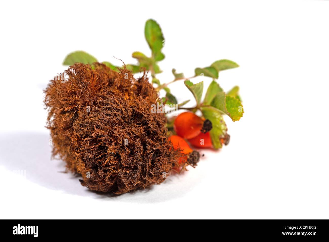 Sleep apple hi-res stock photography and images - Alamy