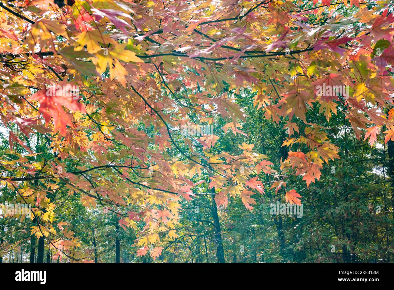 Bright oranges and yellows on an autumn day in the park. Stock Photo