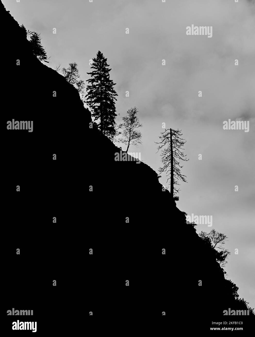 A vertical grayscale shot of pine trees on the mountain Stock Photo - Alamy