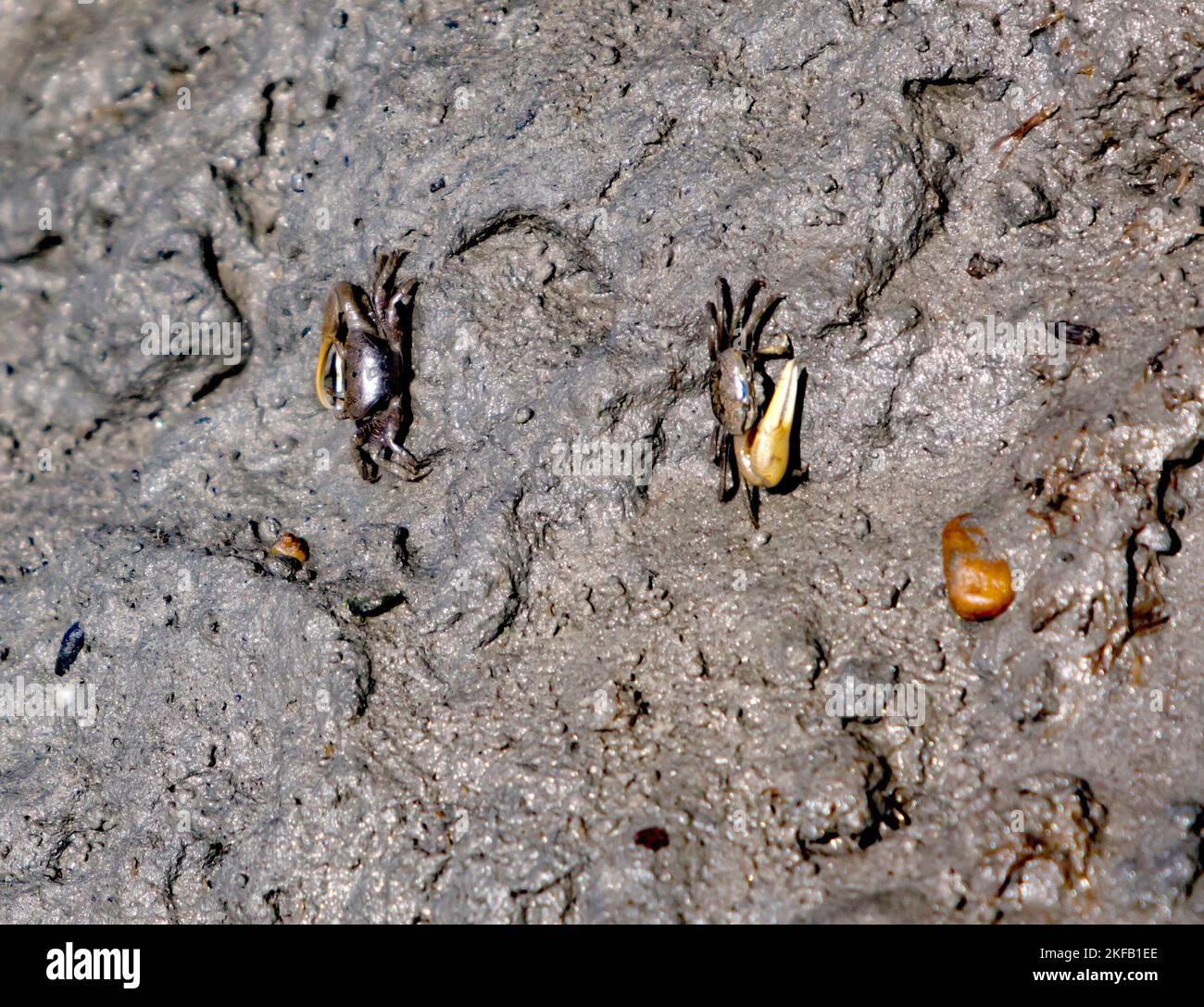 Fiddler Crabs living in a muddy bank, at the Kayak Launching area at the Eastern Shore of Virginia National Wildlife Refuge,  Delmarva Peninsula, Stock Photo