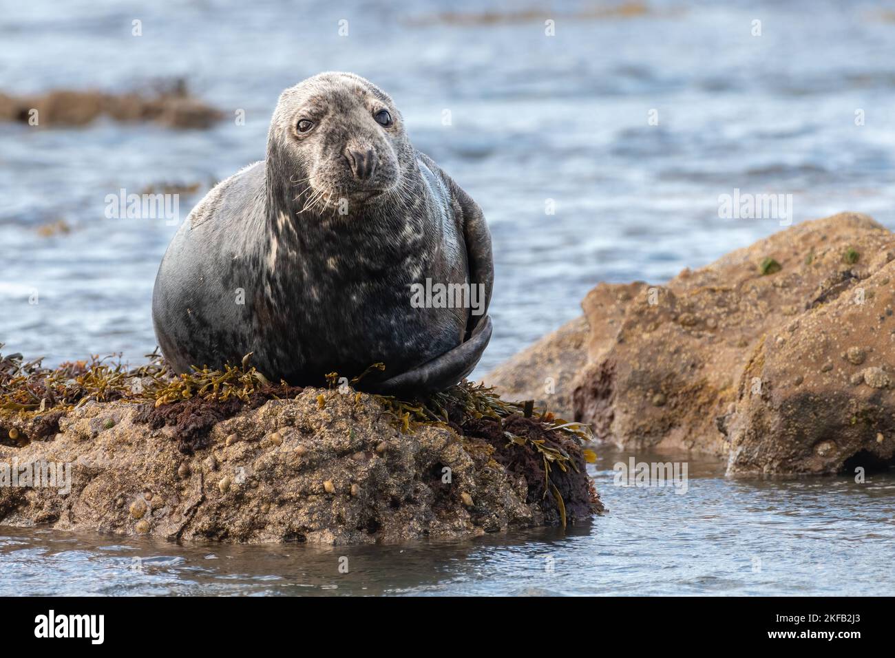 Grey seal (Halichoerus grypus) rests on a rock Stock Photo