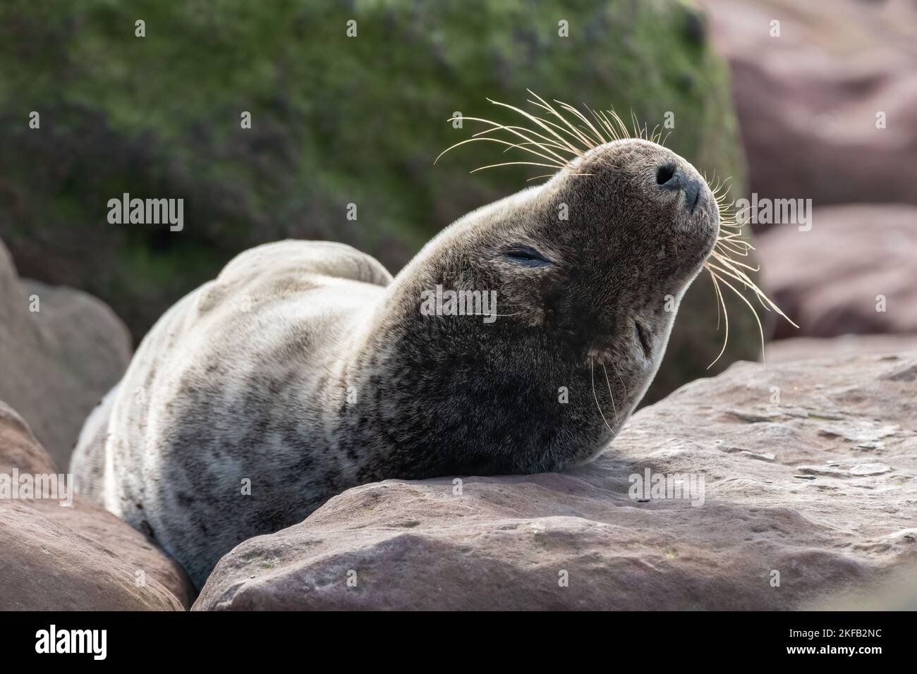 Grey seal (Halichoerus grypus) sleeping on a rock Stock Photo
