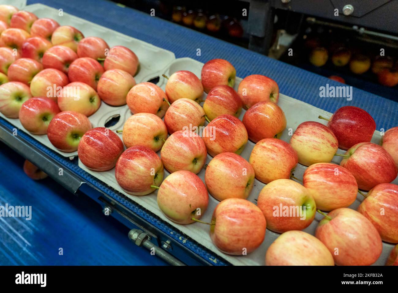 Packing Fresh, Graded Apples In Food Processing Plant. Apples In Consumer Units. Stock Photo