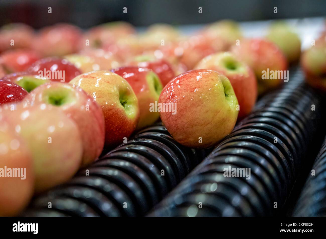 Food Processing Machinery For Postharvest Handling Of Apples. Apple
