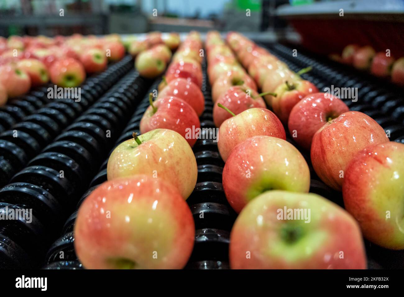 Food Processing Machinery For Postharvest Handling Of Apples